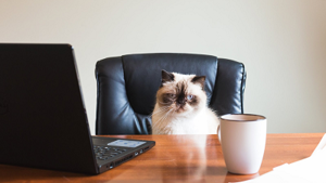 Bezplatný online webinár pre virtuálne asistentky